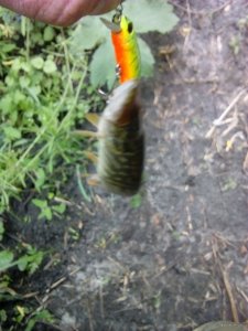 IMG_20190510_171101.jpg