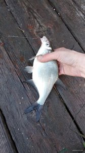 IMG_20190511_053127.jpg