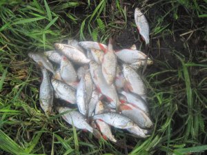 IMG_0251.JPG