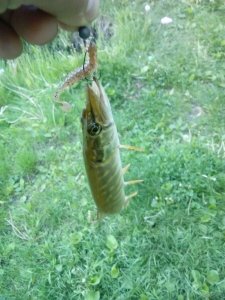 IMG_20190518_052801.jpg