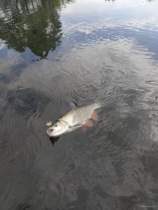 IMG_20190522_090737.jpg