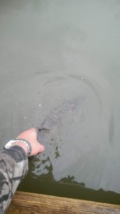 IMAG0298.jpg