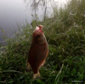 IMG_20190529_204813-small.jpg