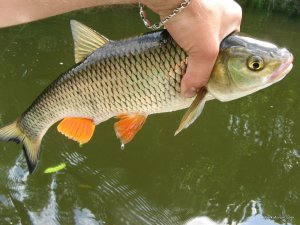 IMG_4631.JPG
