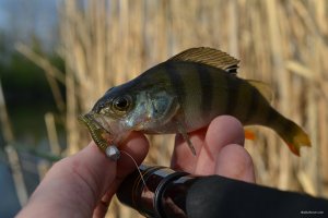 DSC_0213.JPG