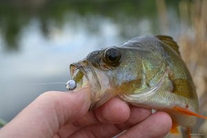DSC_0246.JPG