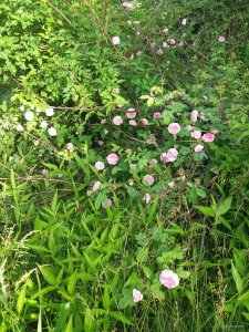 20190604_070523.jpg