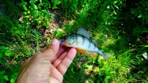 IMG_20190605_164728.jpg
