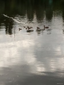 IMG_20190607_175107.jpg