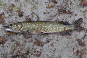 DSC_0106.jpg