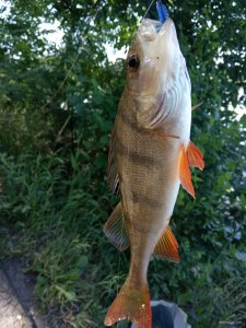 IMG_20190606_100053.jpg