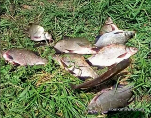 fish.png