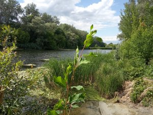 IMG_20190629_151157.jpg