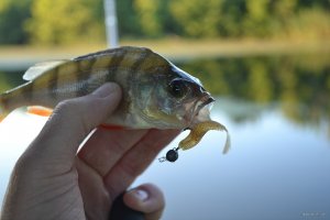 DSC_0544.JPG
