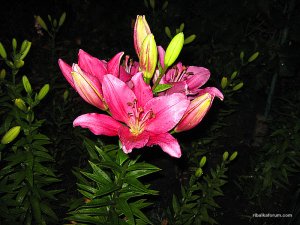 IMG_2960.jpg