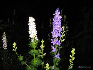 IMG_2964.jpg
