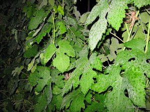IMG_2990.jpg