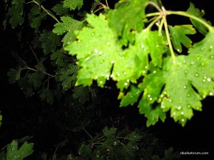 IMG_2991.jpg