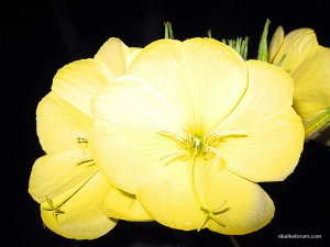 IMG_3031.jpg