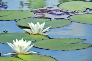 IMG_0188a.JPG