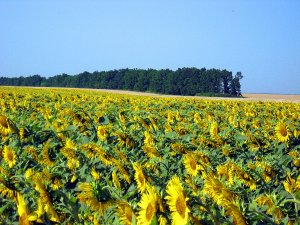IMG_3248.JPG