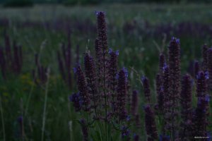 DSC_0020.JPG