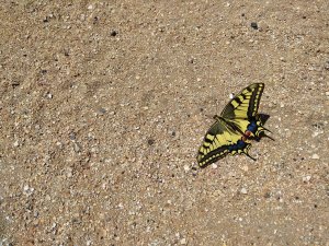 IMG_20190726_125156.jpg