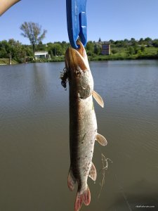 IMG_20190606_083928.jpg