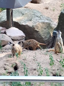 20190728_110836.jpg