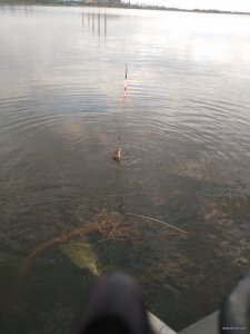 IMG_20190811_183705.jpg