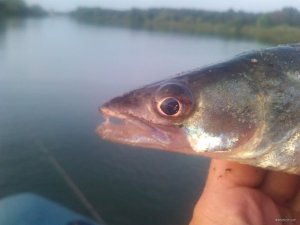 IMG_20190807_194959.jpg
