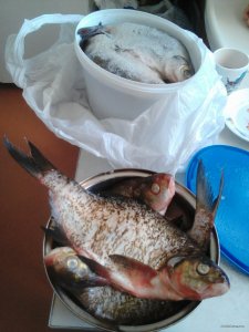 Lenovo_A1000_IMG_20190819_162748.jpg