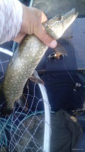IMG_20190826_091728.jpg