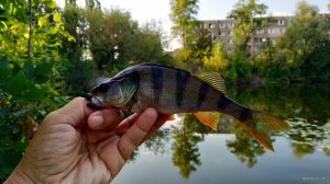IMG_20190901_172049.jpg
