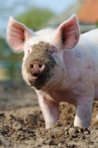 muddy-pig.jpg