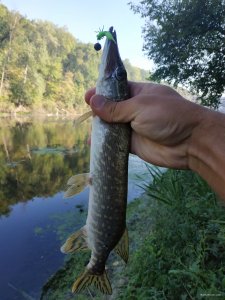 IMG_20190908_083209.jpg