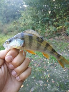 IMG_20190908_081147.jpg