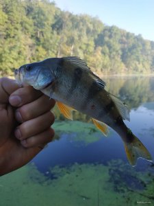 IMG_20190908_081745.jpg