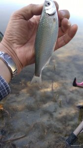 IMG_20190908_082506.jpg