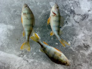 03012008025.jpg