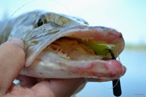 DSC_0522.JPG