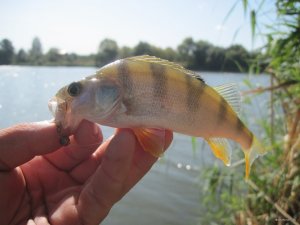 IMG_1019.JPG