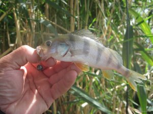 IMG_1022.JPG