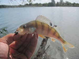 IMG_1025.JPG
