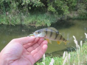 IMG_1032.JPG