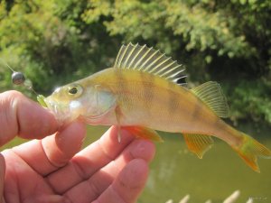 IMG_1034.JPG