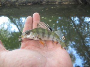 IMG_1041.JPG