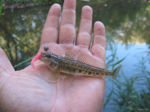 IMG_1043.JPG