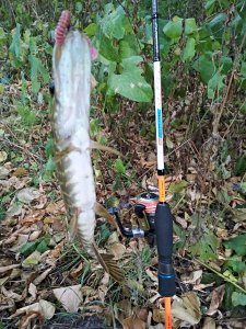IMG_20190918_122141[1].jpg