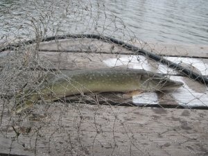 IMG_1054.JPG